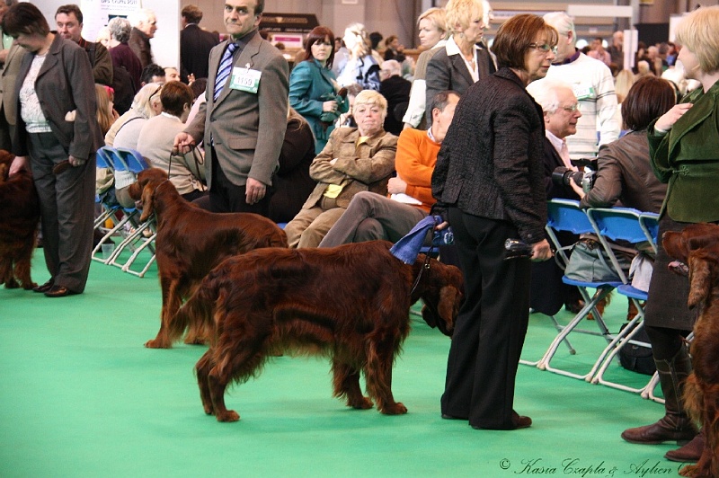 Crufts2011 684.jpg